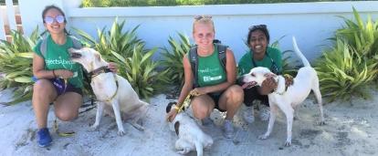 Projects Abroad volunteers with animals in Belize before they walk the dogs on the beach Volunteers hold the dogs from their placement as they work with animals in Belize